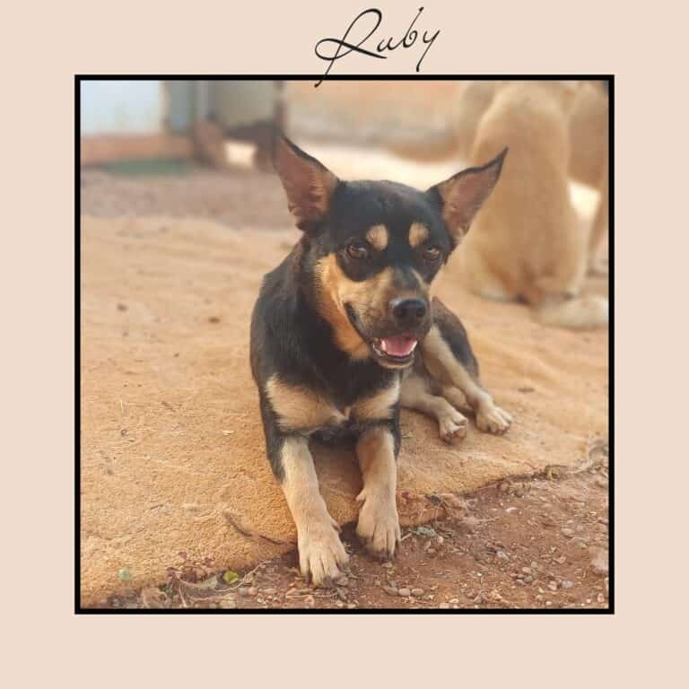 Pinscher Mix: sehr sozial+lieb; RUBY!