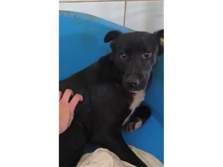 Fatima  Pflegestelle oder Zuhause gesuc
