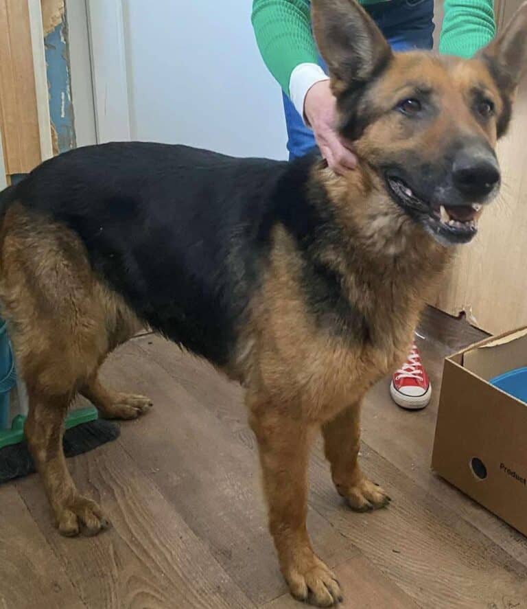 Lola wurde einfach aussortiert