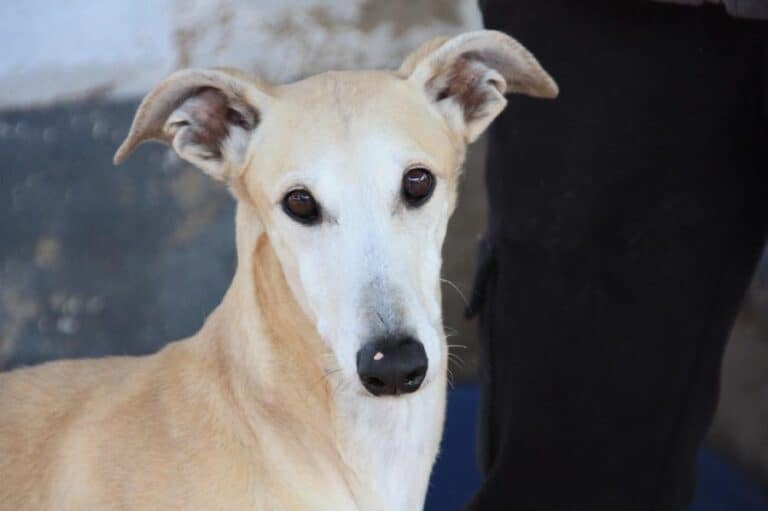 Rumba, Galgo, im Tierheim PROA Madrid
