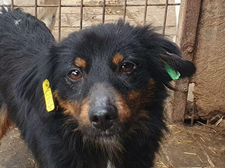 MARLON-1,5 jähr,wunderschöner Rüde,40 cm