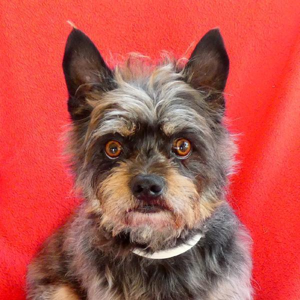 Rocky – ein herrliches Hündchen