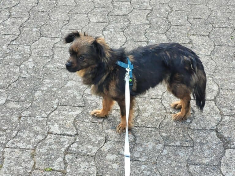 Winziges Pekinesenmädelchen Amy…