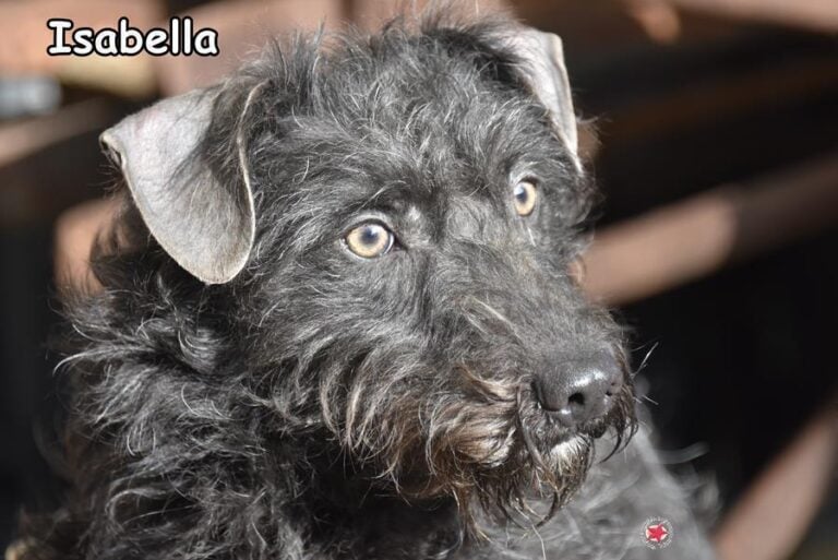 ISABELLA