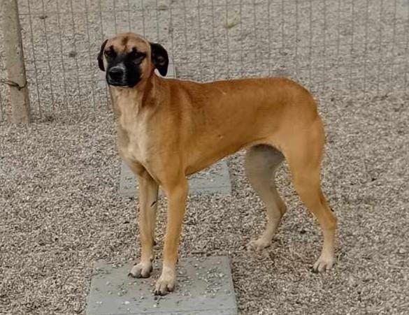 LILLI – bald in 50354 Hürth