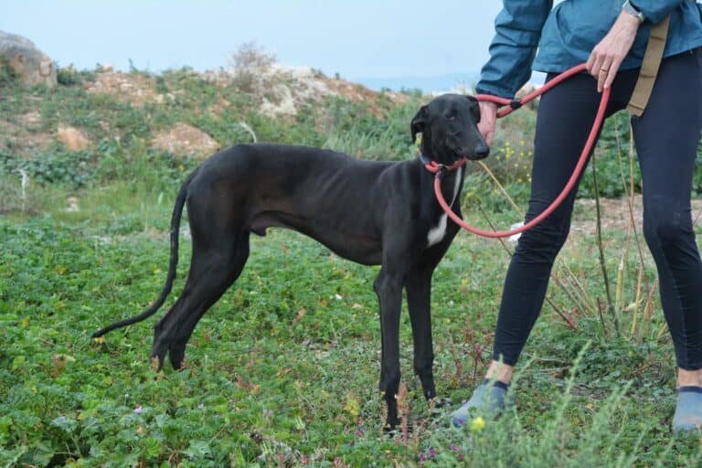 Sirius Black – ein Stern sucht Glück!