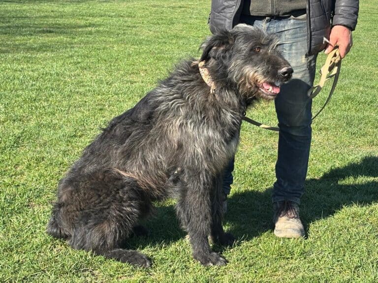 Bogar sucht neue Abenteuer