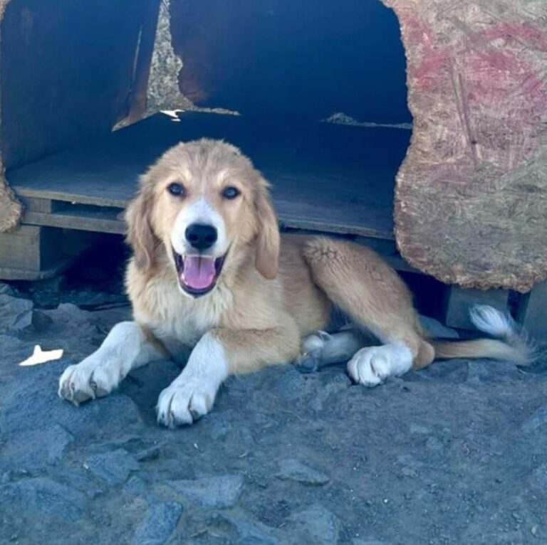 Max – liebevolles Körbchen gesucht