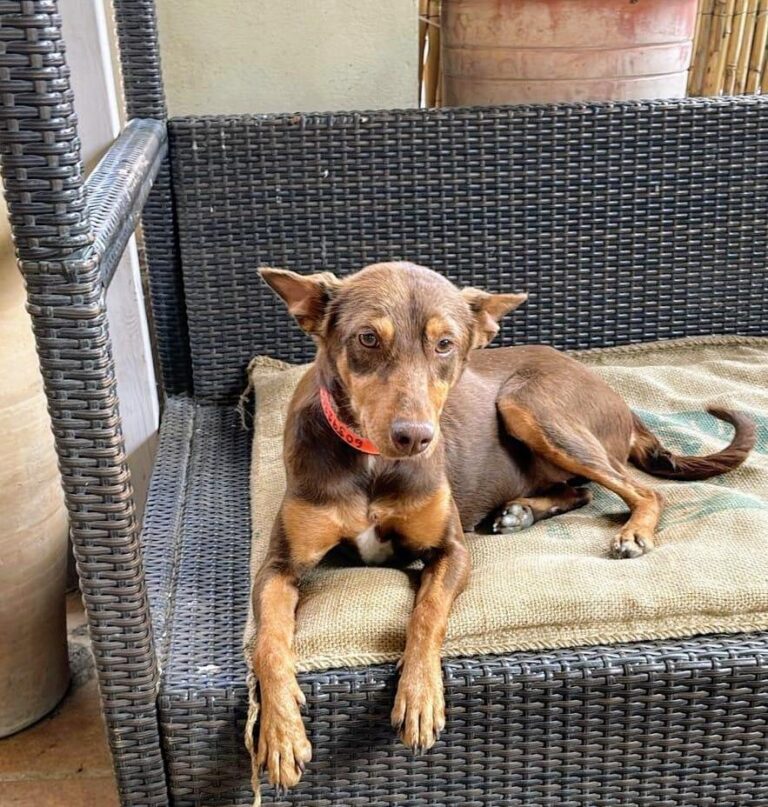 Polly auf Körbchensuche
