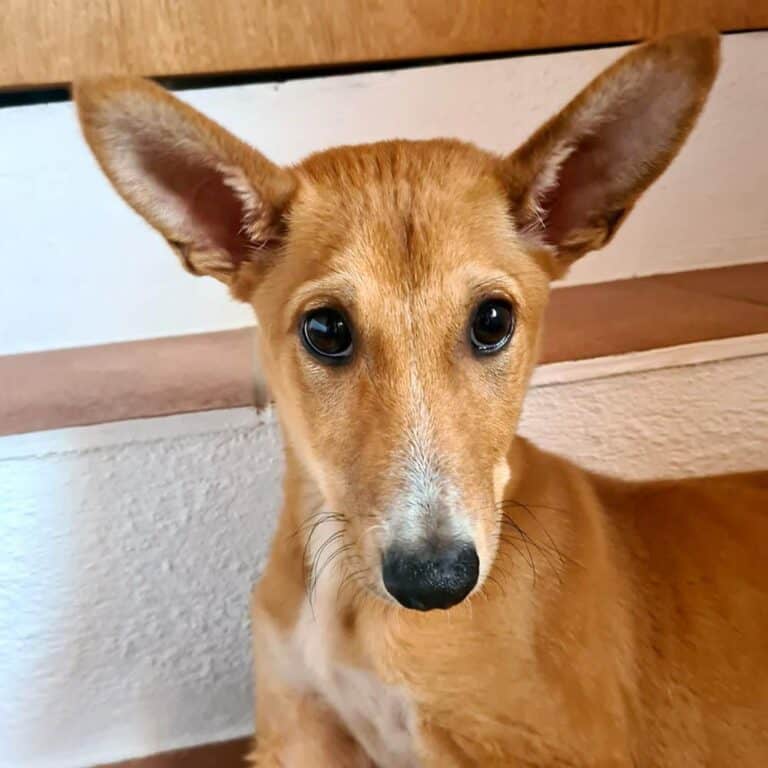 Coppi – höflich und sanft