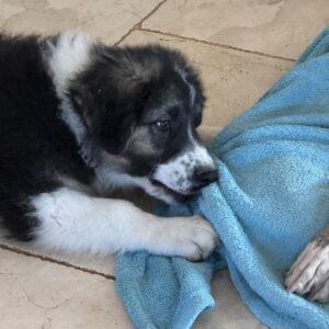 Otto – verspielt und freundlich