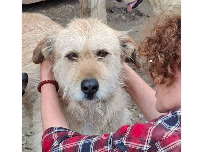 Moh – Pflegestelle oder Zuhause gesucht!