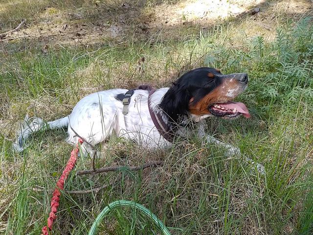Liebenswerter Redano sucht Zuhause