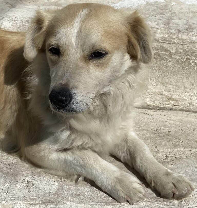 SUNNY – 40 cm, sozial, lieb