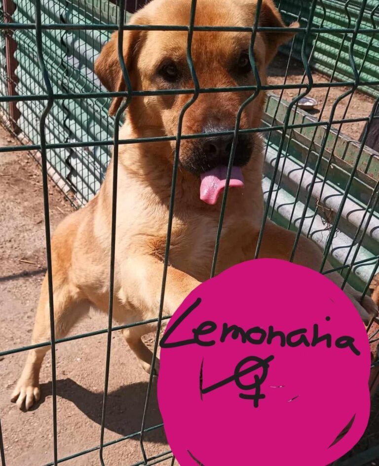 Die liebe Lemonaria sucht ihre Menschen