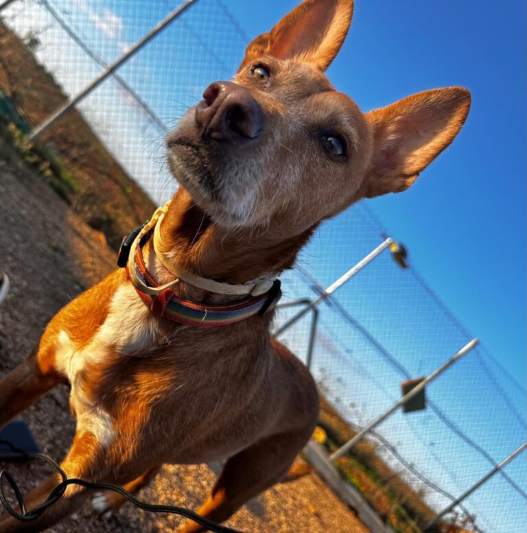 Chico,Podencobub sucht Familie ohne Hund