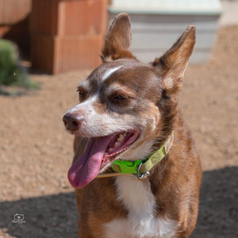 Cora sucht liebevolles Zuhause