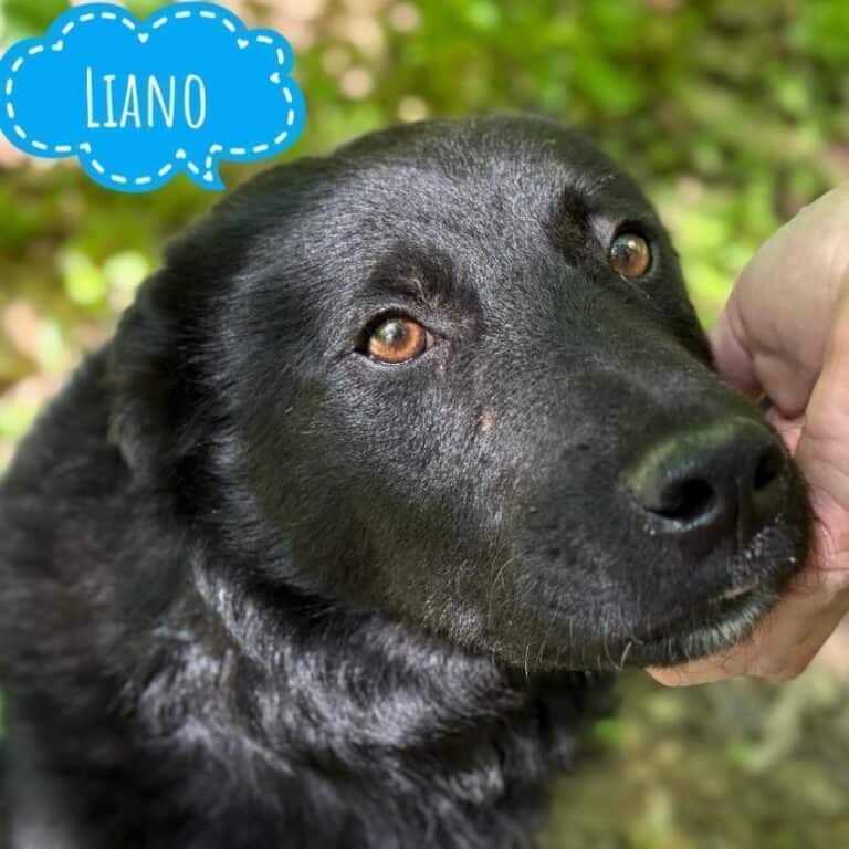 Liano hofft so sehr