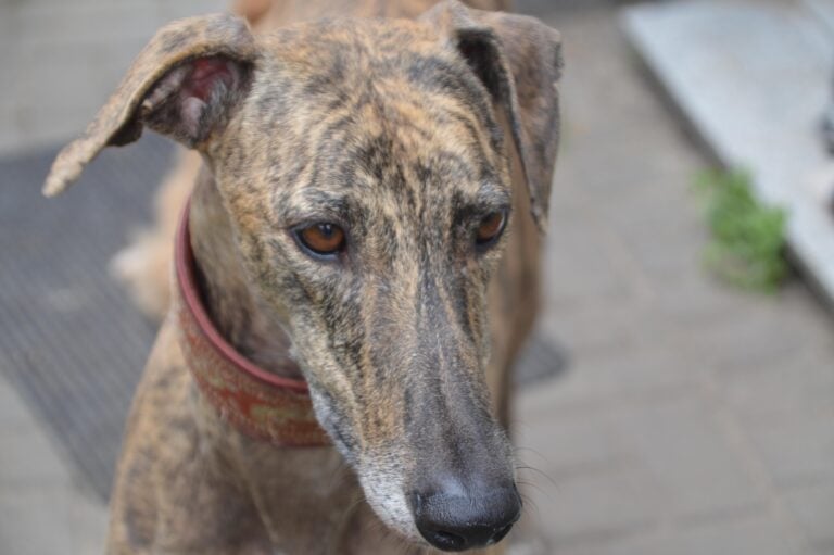 Galgo – Herzensbrecher sucht zu Hause