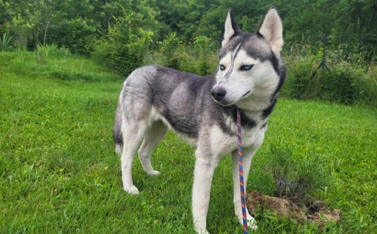Husky-Dame Ilva sucht Familienanschluss
