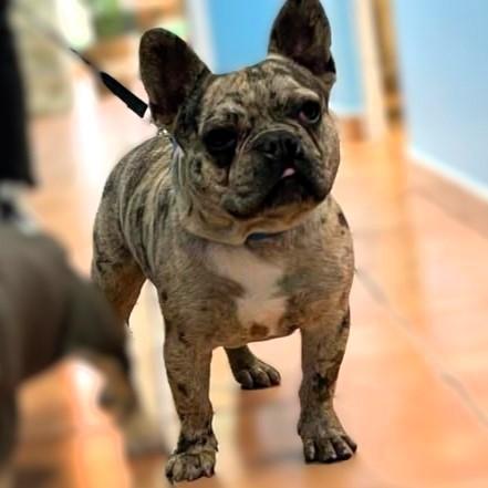 Stitch – gesellig und neugierig 08/23 ES
