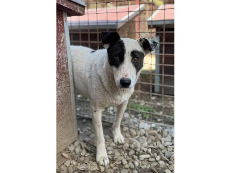 Josy – Pflegestelle oder Zuhause gesucht