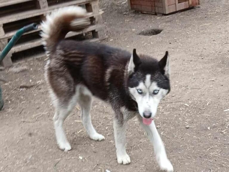 Balto, er möchte nur Liebe