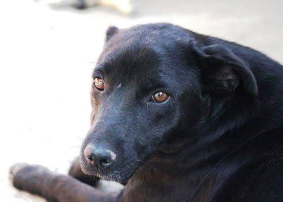 Melcherson ist eine Seele von Hund!