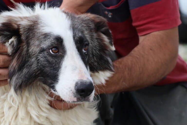 Sula – sucht hundeerfahrenes Zuhause