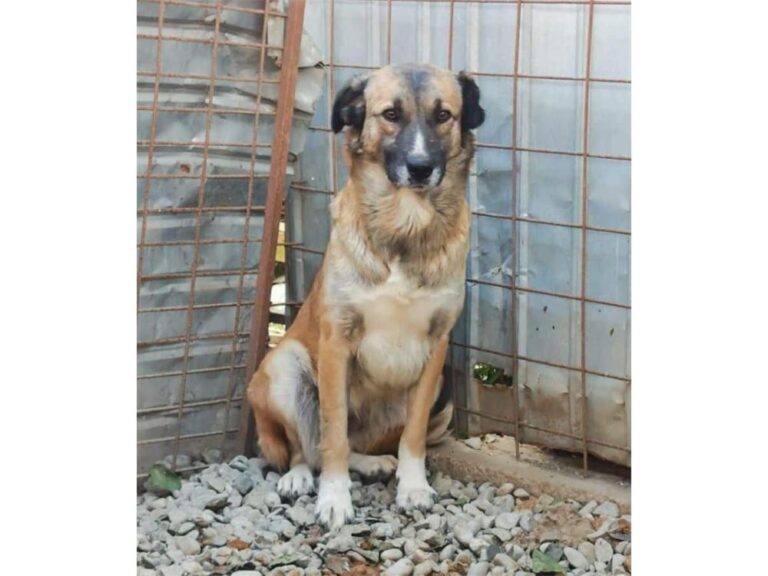 Tamy Pflegestelle oder Zuhause gesucht