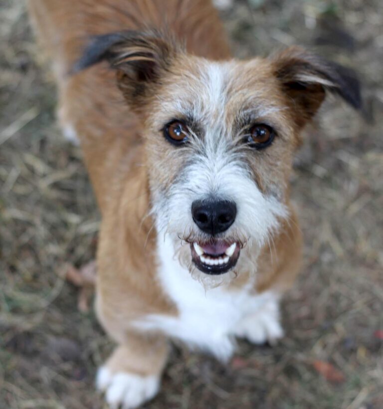 Charakterhund Lizu sucht eigene Familie