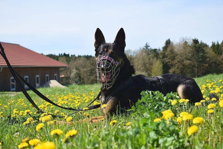 OLIVER sucht Hundeerfahrene Menschen