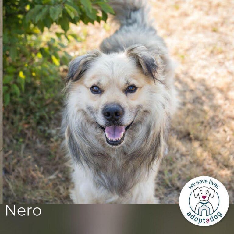 Nero: charismatischer Oldie