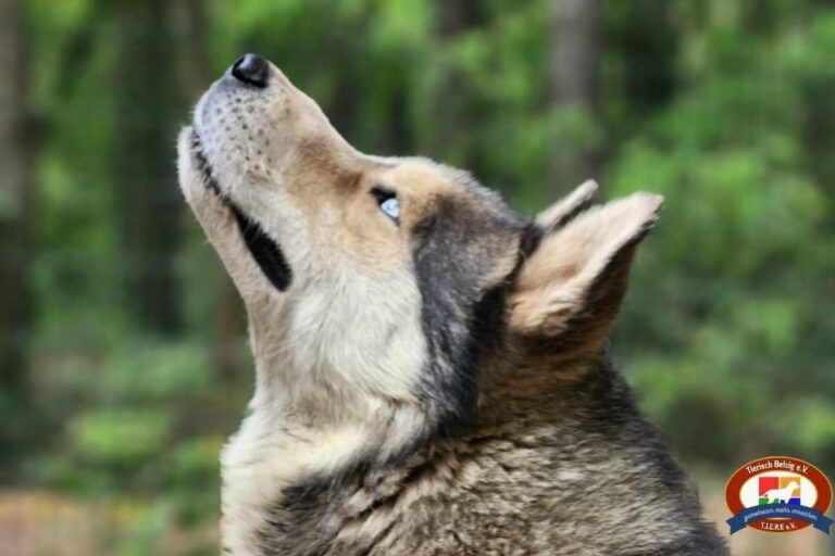 Bildhübscher Husky Rüde – Wicky