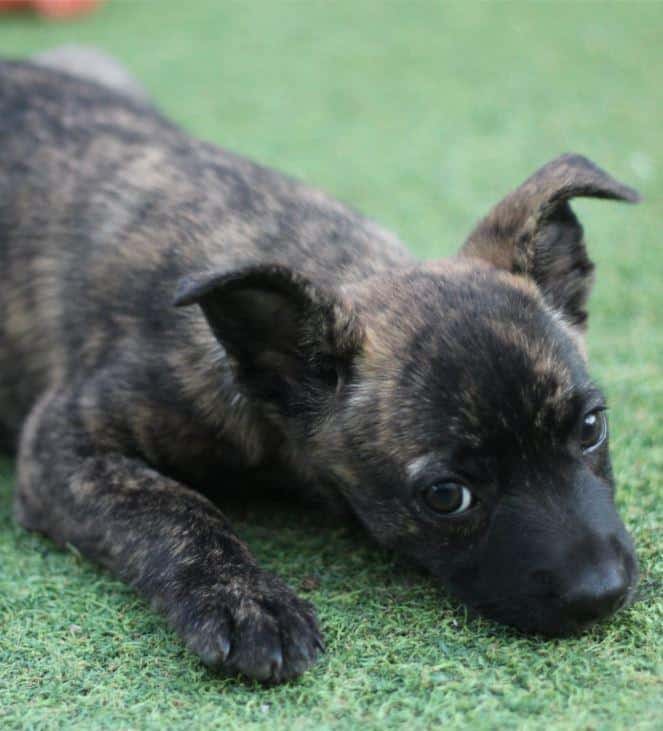 DALLAS – Welpenalarm! 🐶❤️