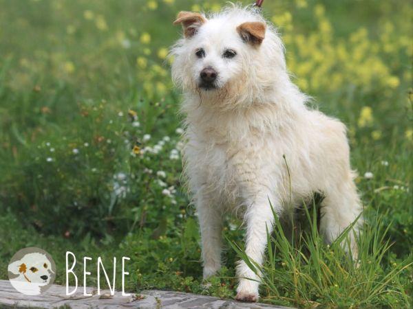 Bene sucht ruhige erfahrene Menschen