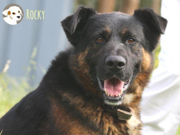 Rocky sucht naturverbundene Familie