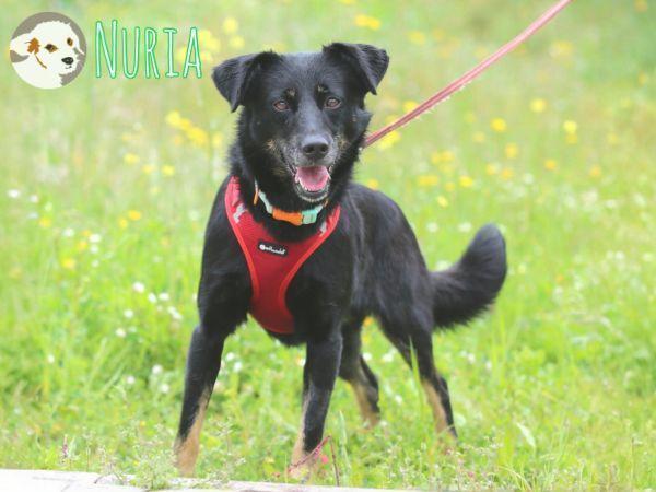 Nuria sucht liebevolles  Zuhause