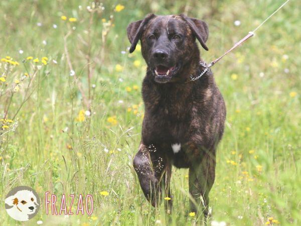 Frazao sucht sportliche Menschen