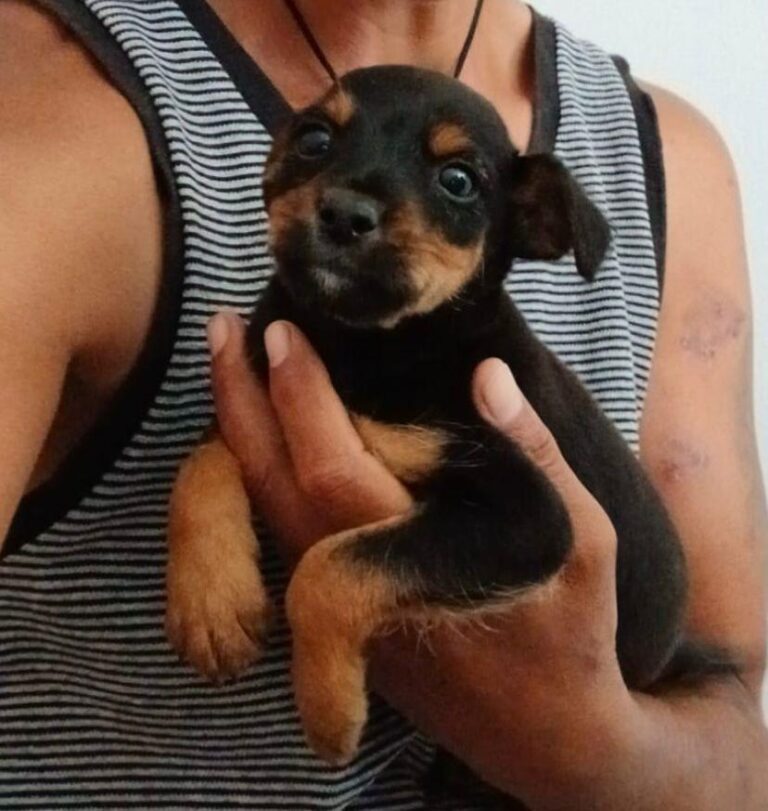 Mini Welpe EDY sucht sein Zuhause!