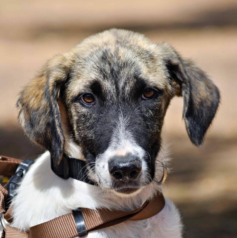 MILI, Hundekind sucht Familienanschluss
