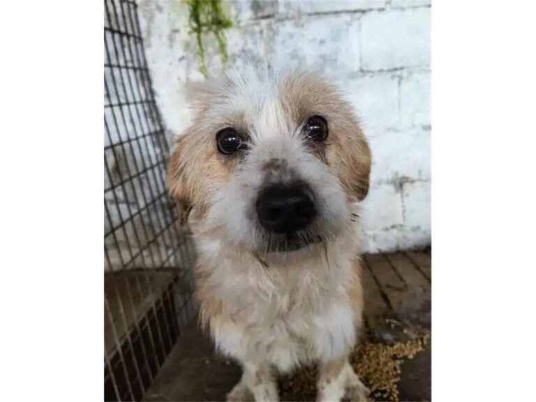 Samy – Pflegestelle oder Zuhause gesucht