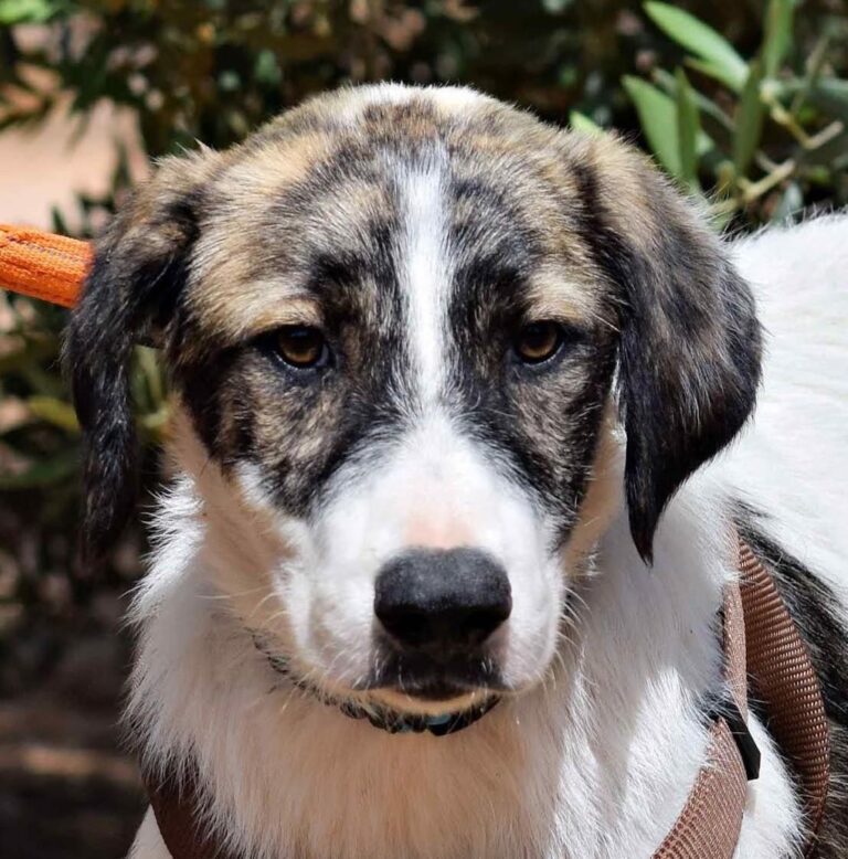 PILI, Hundekind sucht liebevolle Familie