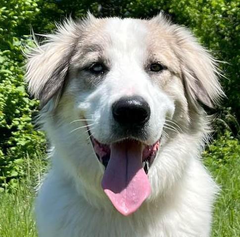 Ollie, liebevoller verschmuster Junghund