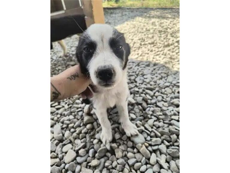 Koda – Pflegestelle oder Zuhause gesucht