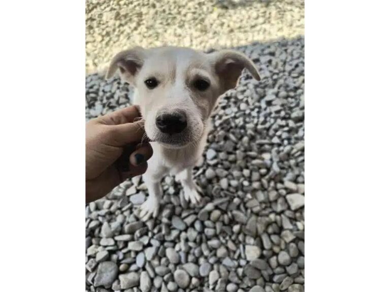 Samu – Pflegestelle oder Zuhause gesucht