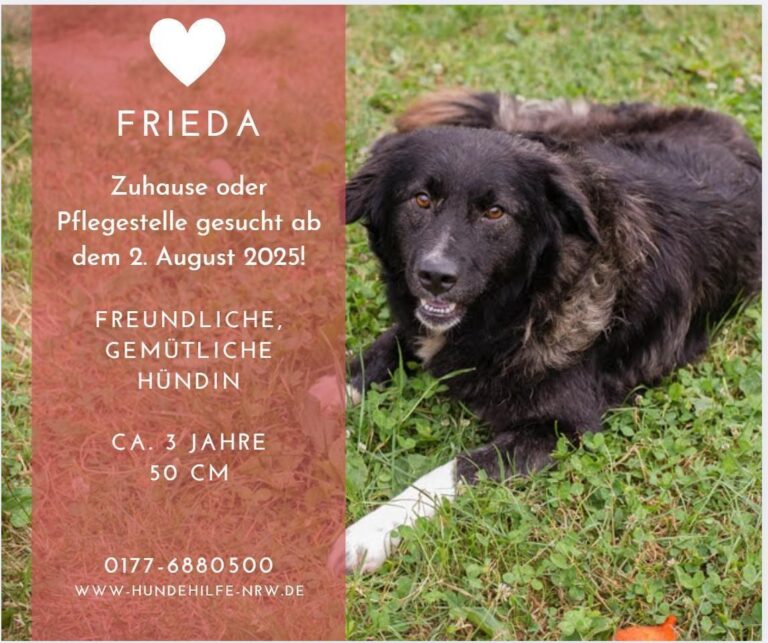 FRIEDA sanfte Hündin sucht Zuhause