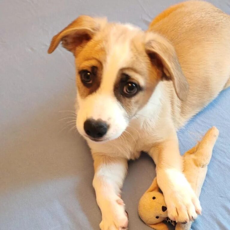 liebenswertes Welpenmädchen EMOJI