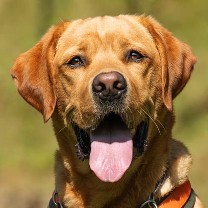 MR. SAM – bildhübscher Labrador-Bub