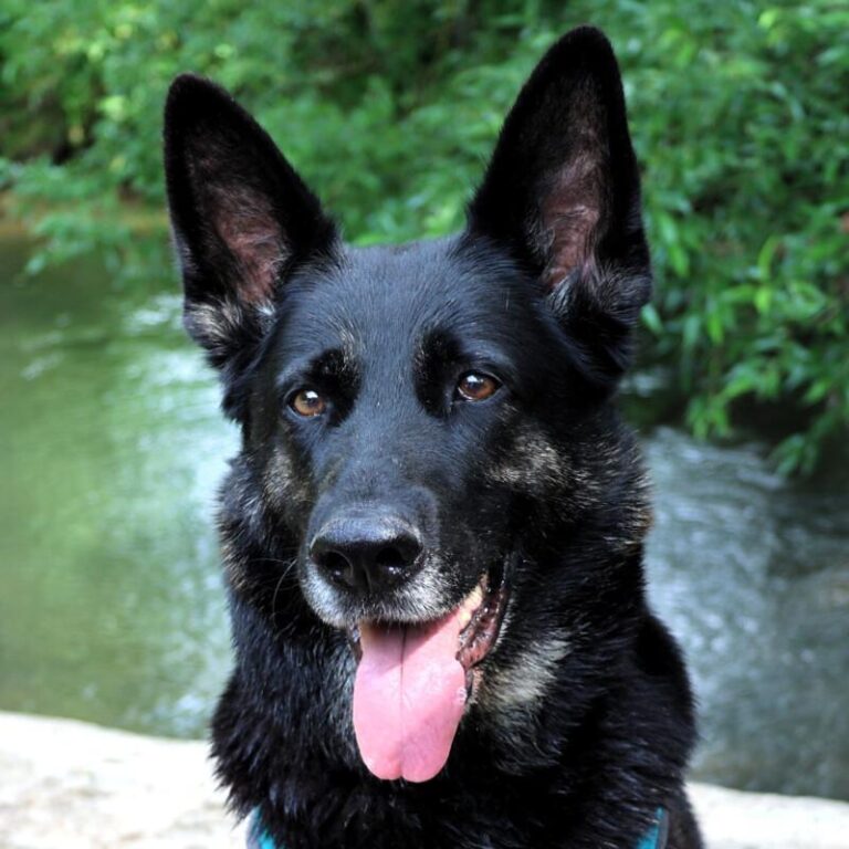 ELISA – bildhübsche Wasserratte